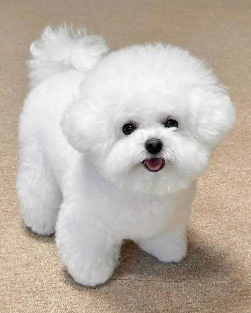 Pet to Human Video Effect